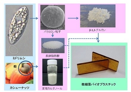 ミドリムシ/カシューナッツ殻から微細藻バイオプラスチックへの製造工程