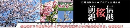 ＠NetHome、信越地区の花見どころをライブ中継する「信越桜前線」