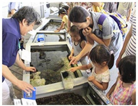 葛西臨海水族園「しおだまり水槽でウニにタッチ」