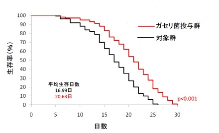 ガセリ菌SP株による線虫の寿命延長効果