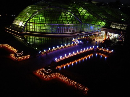 京都府立植物園、夜間開室とイルミネーション開催