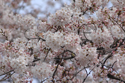 「桜の開花状況」は、日本全国1,058か所のお花見スポットに対応