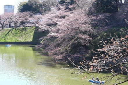 千鳥ヶ淵緑道の桜