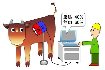 生きたまま牛の霜降りを計測する「核磁気共鳴スキャナー」の利用イメージ