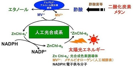 二酸化炭素を出発物質としたエタノール生産のための人工光合成技術