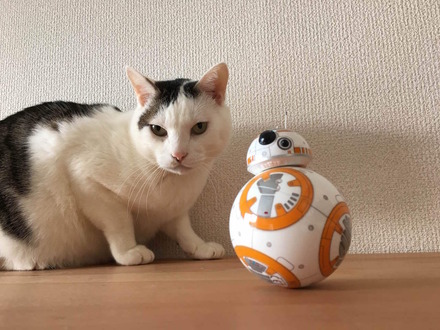 猫と「BB-8」による部屋のパトロール