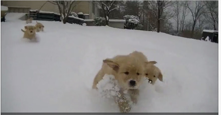 【癒し】雪のなかを駆け回るゴールデンの子犬たち