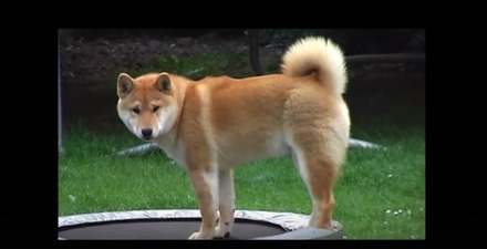 【動画】困惑しつつもトランポリンにハマる柴犬