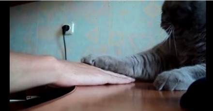 【動画】ネコと手遊びをしてたら、逆襲された！