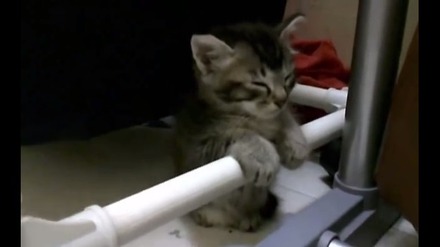 【動画】棒につかまって睡魔とたたかう子ネコ