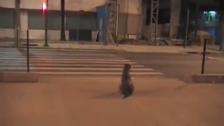 【動画】人間よりもお利口！青信号になるまで待って横断歩道を渡るイヌ