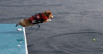 【動画】コーギーが海に必死のジャンプ!! 飛び込む姿が健気でカワイイと話題
