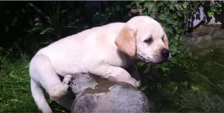 【動画】バタ足から！生後10か月の子犬のスイミング