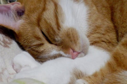 厳選！幸せそうにすやすや眠る猫さん画像