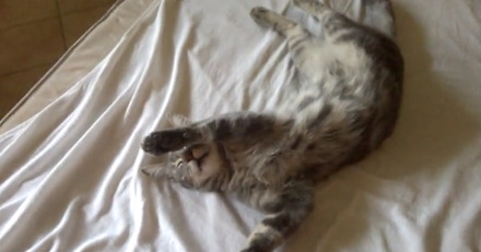 【動画】その左手は何？独特の体勢で眠るネコ