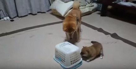 【動画】柴犬一家に起きた突然のハプニング
