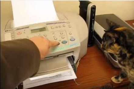 【動画】にゃんだ？FAX　VS　猫