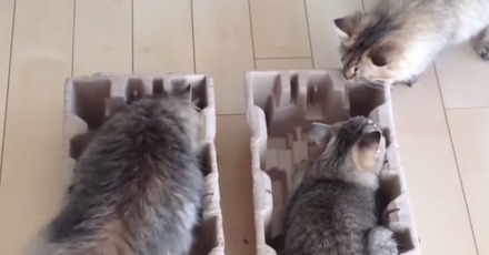 【動画】やっぱりネコは箱が好き