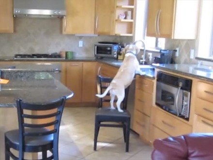 【動画】ダイニングルームで目撃される！賢すぎる犬の犯行