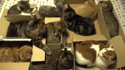 【動画】マイボックスでくつろぐ10匹のネコたち