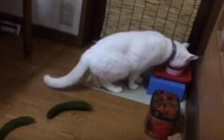 【動画】なぜにそこまで驚く！キュウリに驚く猫