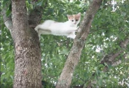 【動画】木から降りれなくなった子猫を助けようと母猫が……