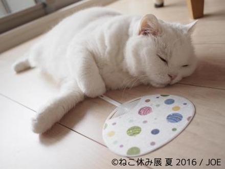 夏休みは「ねこ休み」でほっこり