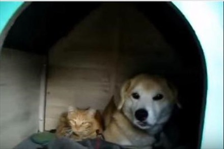 【動画】犬小屋に住み着く猫親子