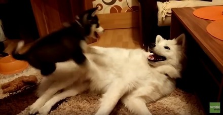 【動画】モフモフのサモエドの上で遊ぶ2歳のハスキー犬
