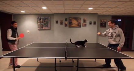 【動画】どうしても卓球に手を出したい猫さん