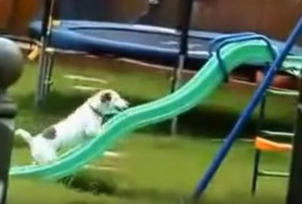 【動画】どうしても滑り台に登れない犬