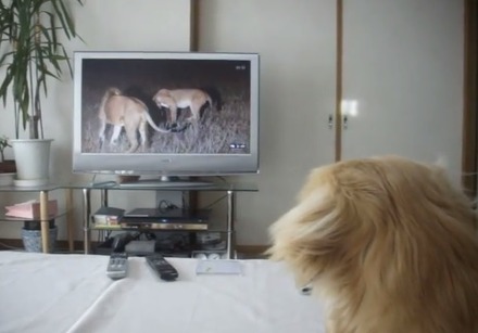 【動画】レトリバー、テレビのライオンに後ずさり