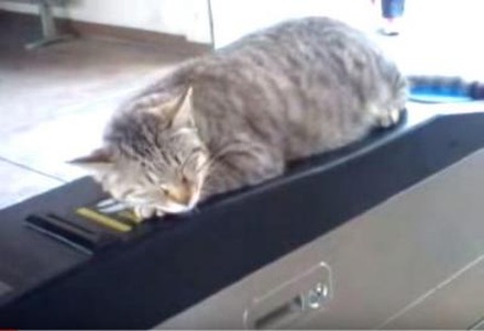 【動画】日常の風景になってる、改札機の上で寝る猫