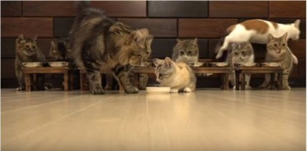 【動画】子猫と猫10匹、総勢11匹！の食事風景