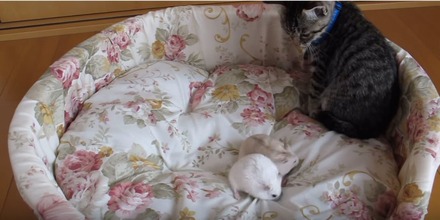 【動画】ハムスターにビビりすぎな子猫
