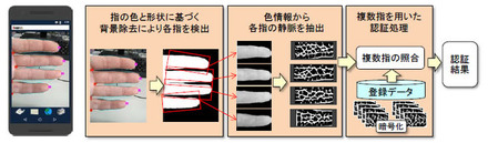 画像処理技術により指の静脈に特有な色合いの部分を強調することで静脈パターンを抽出。複数の指の静脈パターンを組み合わせることで認証精度を高めている（画像はプレスリリースより）