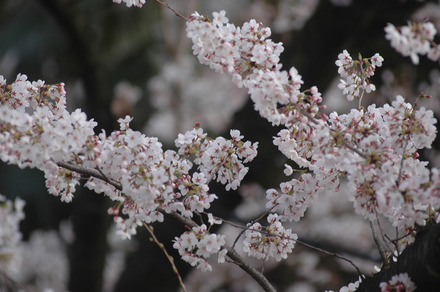 桜の開花予想が発表に！熊本3月22日、上野23日