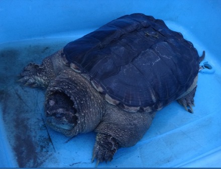 ココリコ・田中と鈴木奈々がカミツキガメの捕獲に挑戦！