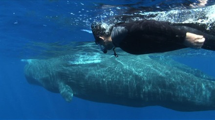 的場浩司、立って眠るマッコウクジラとのゲキレア2ショット撮影に挑戦