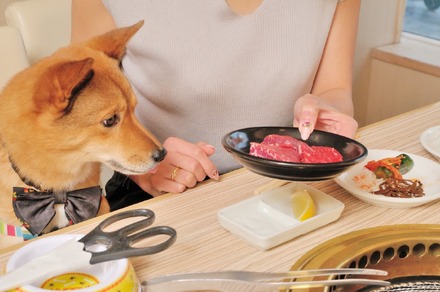 「うしすけ」がinterpetsに出展!「肉ケーキ」の予約受付も