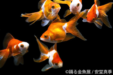 見ているだけで涼やかに...1,000種以上の金魚が競演する「踊る金魚展」開催
