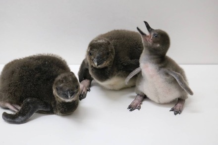 マゼランペンギンの赤ちゃん(左から「おこめ」「おもち」「きなこ」）