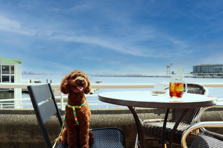 愛犬とホテルで贅沢な時間！横浜港一望のドッグテラス