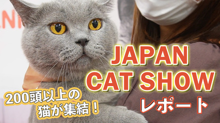 【JAPAN CAT SHOW 2022】200頭以上が集結！「キャットショーエキシビジョン」で1位となった猫は？