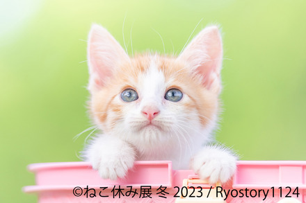 トータルSNSフォロワー数300万人超え！「ねこ休み展 冬 2023」来年1月開催