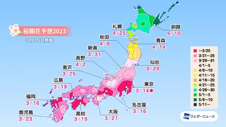 京都・嵐山の桜満開は31日！各地の満開予想は？