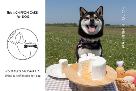 犬用シフォンケーキ専門インスタ開設！愛犬家の新たな交流の場に