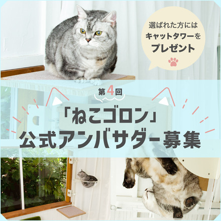 ねこゴロン