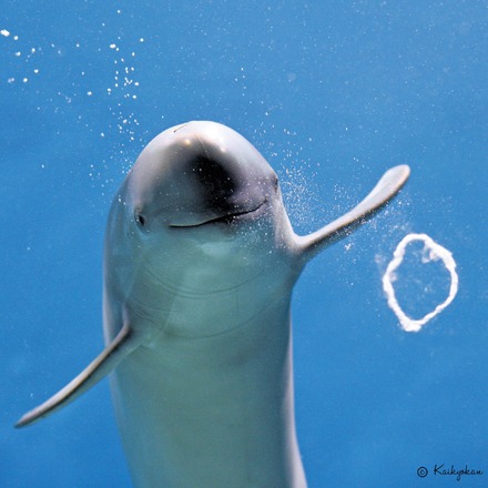 スナメリのひびきくん（写真は市立しものせき水族館「海響館」の公式Xから）※水族館より掲載許諾をいただいています