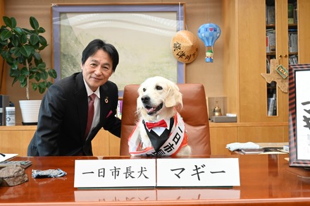 市長の椅子の座り心地を確かめるマギーちゃん（写真は亀岡市役所の公式Facebookから）※亀岡市役所に掲載許諾をもらってます